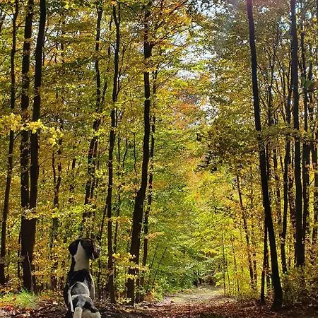 Wiezyca * סימבארק