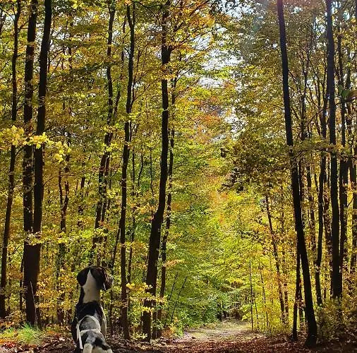 Wiezyca * Szymbark (Pomerania)