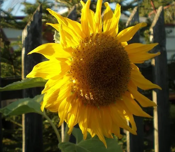 Apartment Apartament Pod Skarpa Z Balia Wiezyca